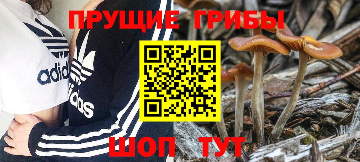 Галлюциногенные грибы прущие грибы Тихвин